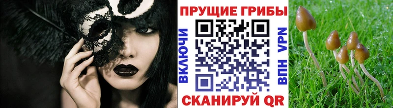 купить наркоту Пикалёво Галлюциногенные грибы мухоморы